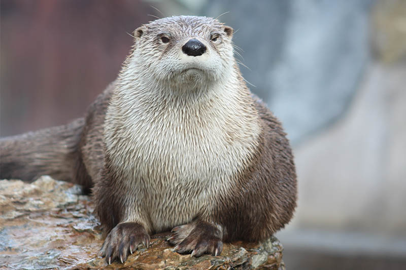 Otter