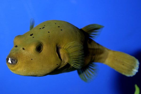 Puffer Fish