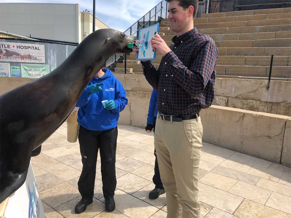 Painting With Pinnipeds
