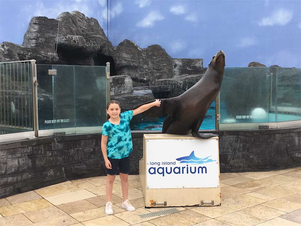 Sea Lion Encounter