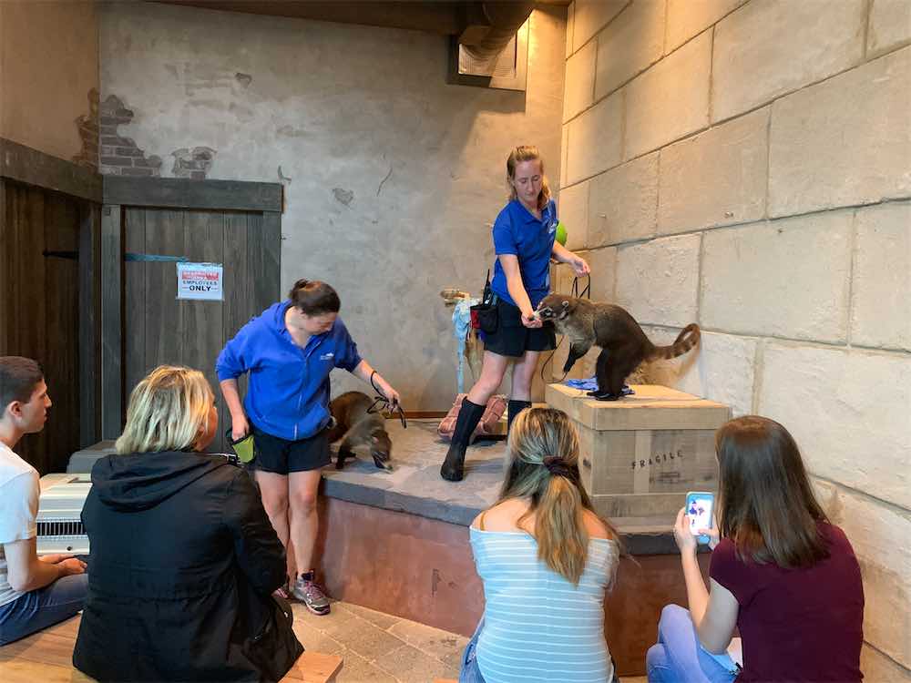 Trainers with Coati and audience