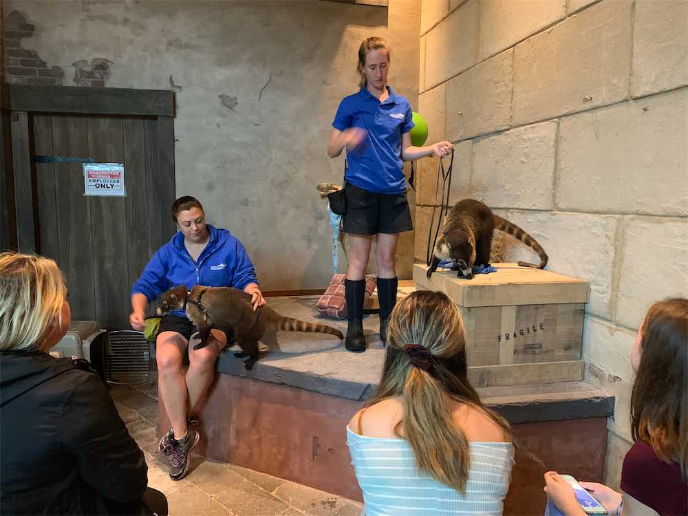 Trainers with Coati and audience