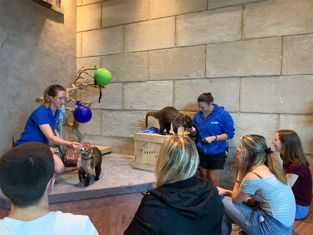 Trainers with Coati and audience