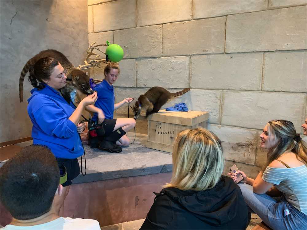 Trainers with Coati and audience