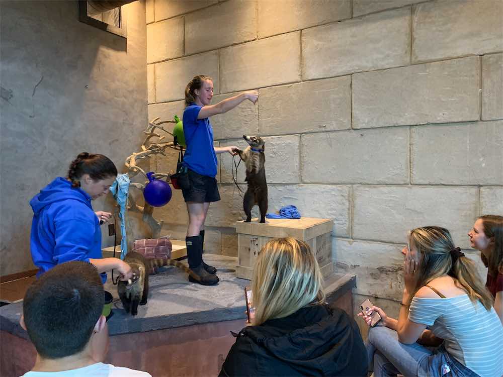 Trainers with Coati and audience