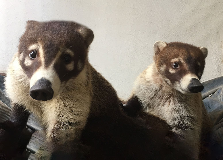 Two Coatis