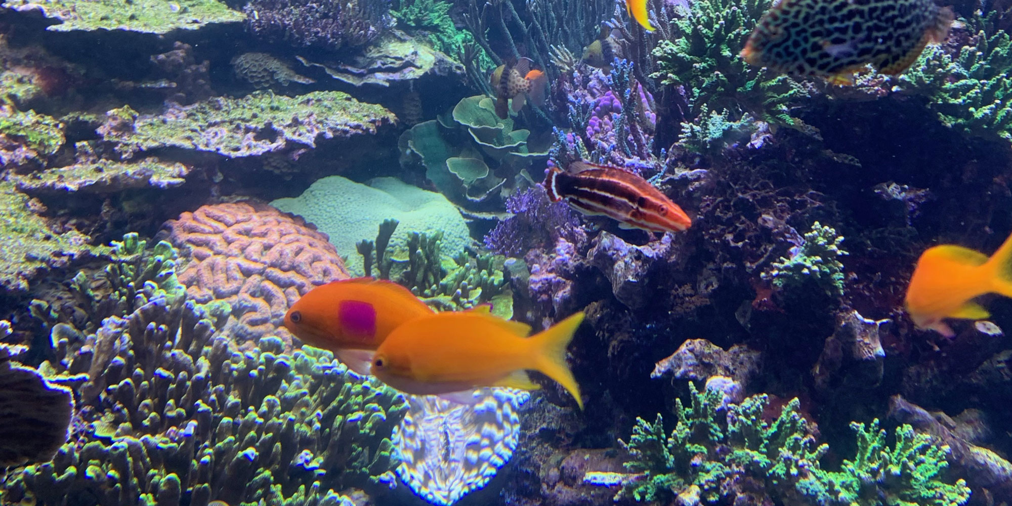 Aquarium Tank At Lia