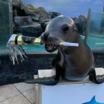 New Year's Sea Lion